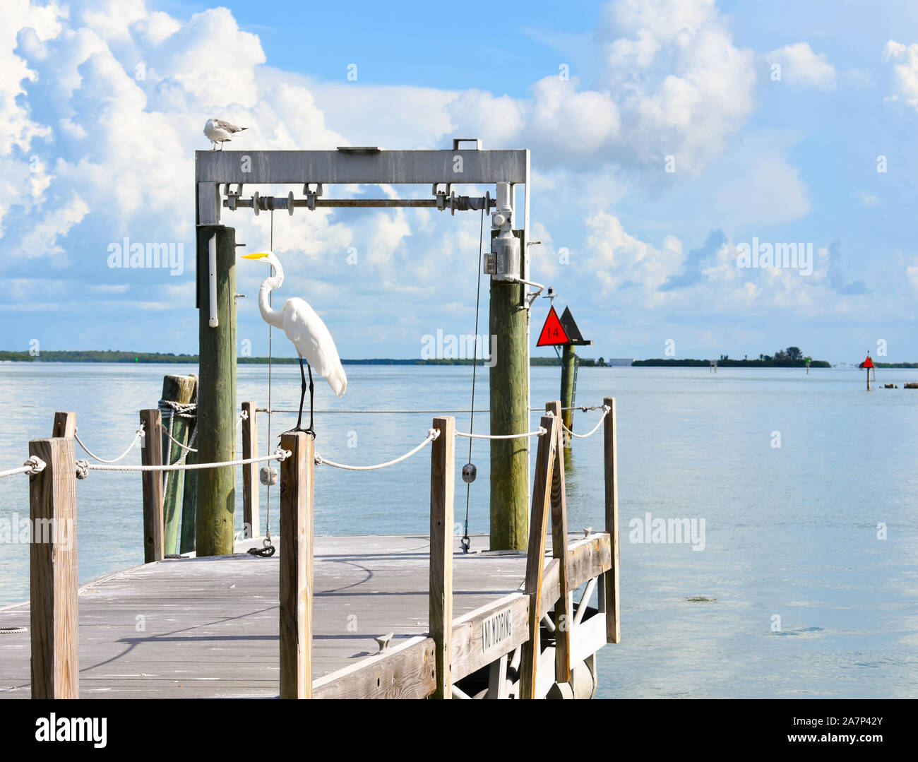 White Heron on Florida Suncoast Stock Photo