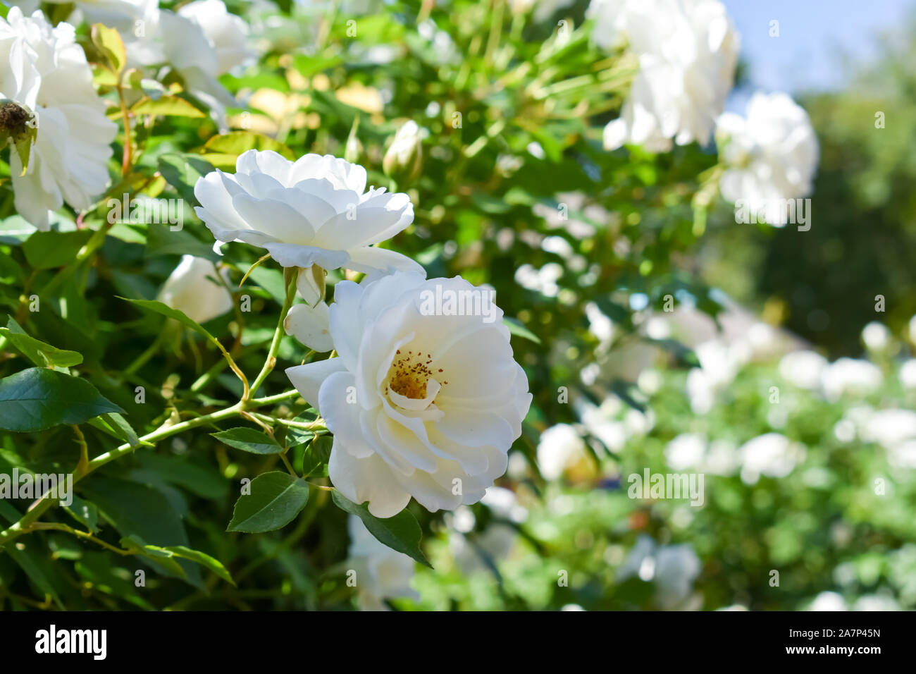Rose close ups hi-res stock photography and images - Alamy