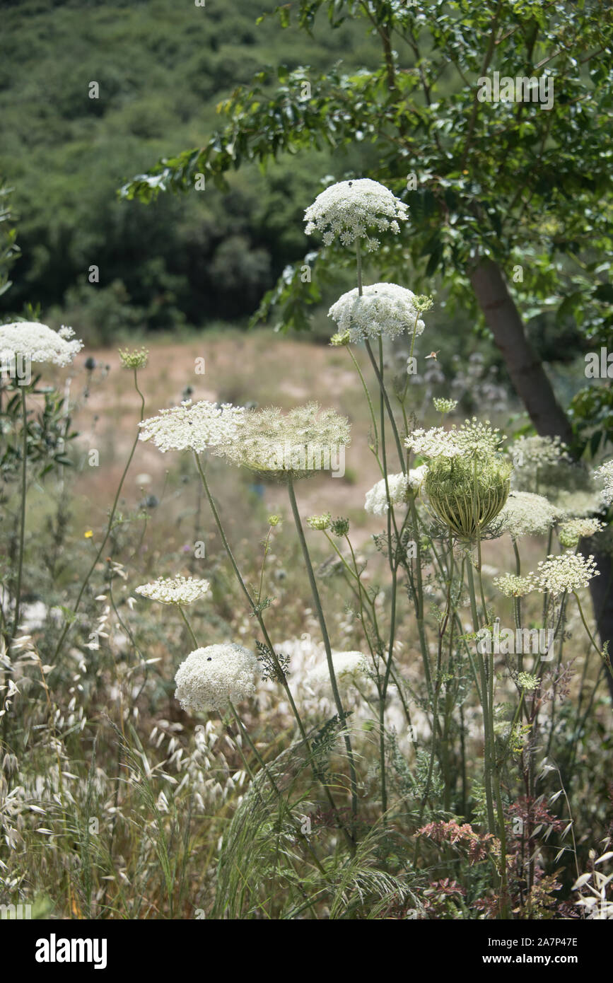 Weeds and flowers hi-res stock photography and images - Alamy