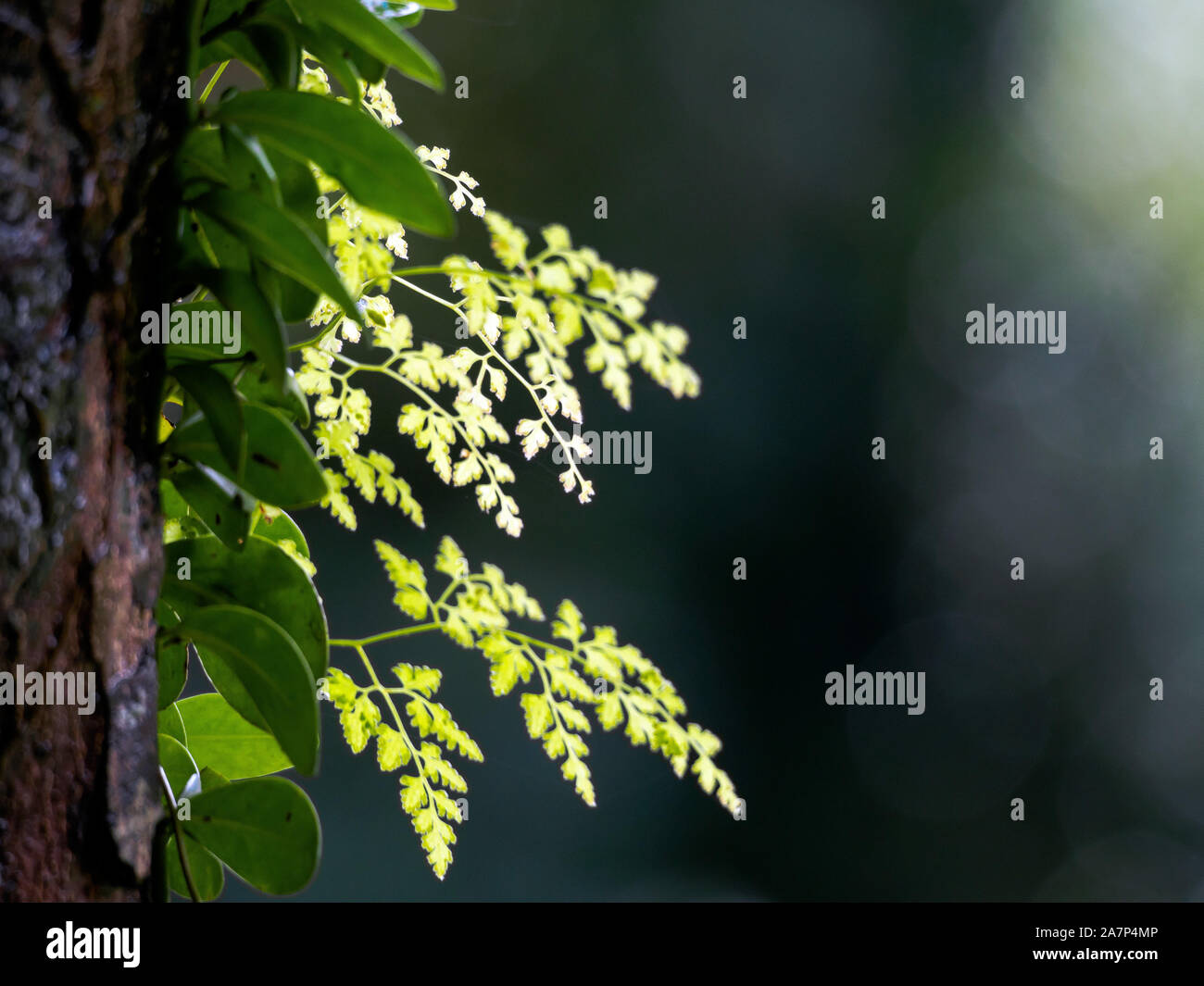 Maidenhair ferns in the sunlight Stock Photo Alamy