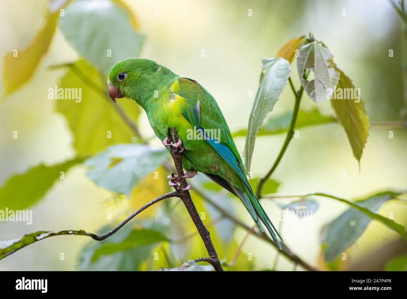 Plain parakeet - Brotogeris tirica Stock Photo