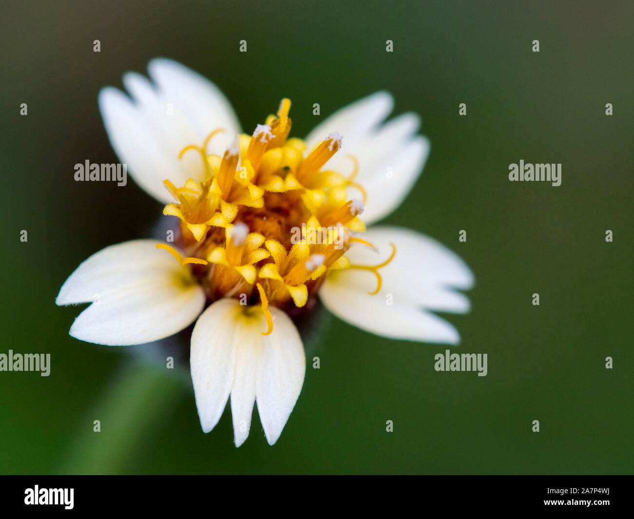 Close up of a Tridax Daisy Stock Photo