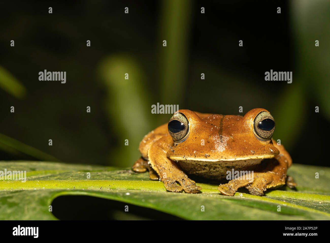 Boana semilineata tree frog Stock Photo - Alamy