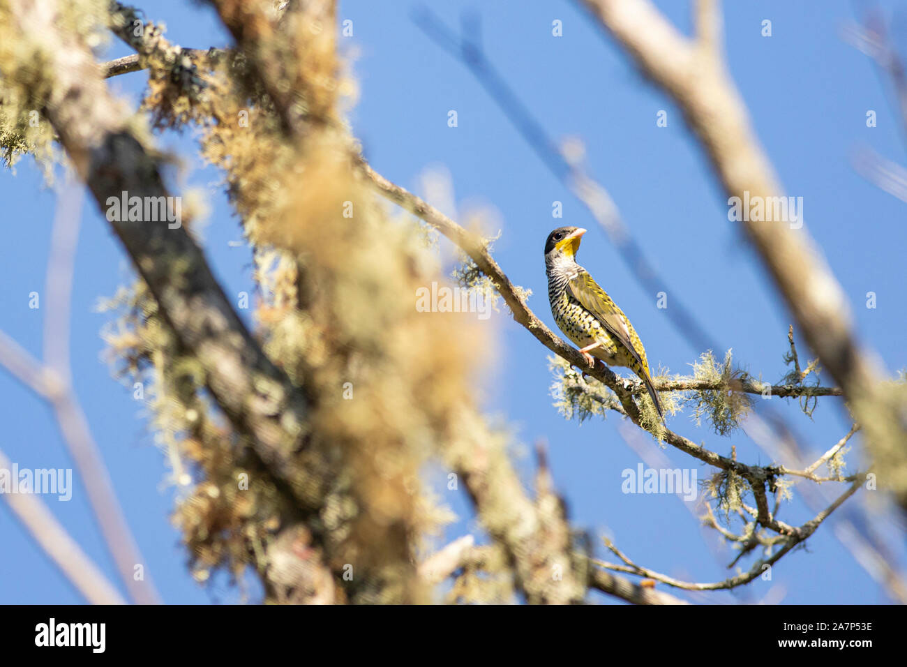 Swallow-tailed cotinga - Phibalura flavirostris Stock Photo