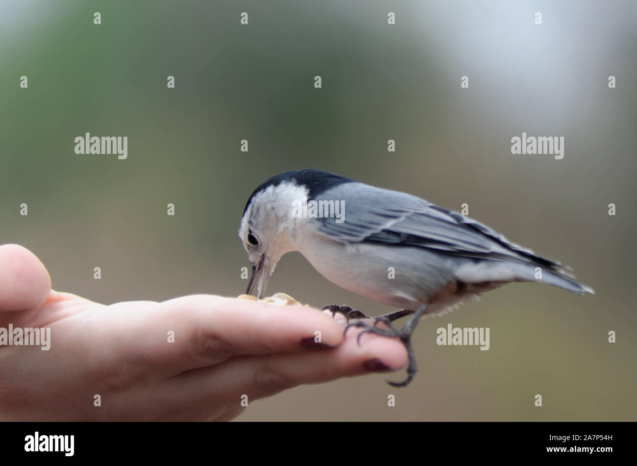 White-Breasted Nuthatch (Sitta carolinensis) eats from woman's hand Stock Photo