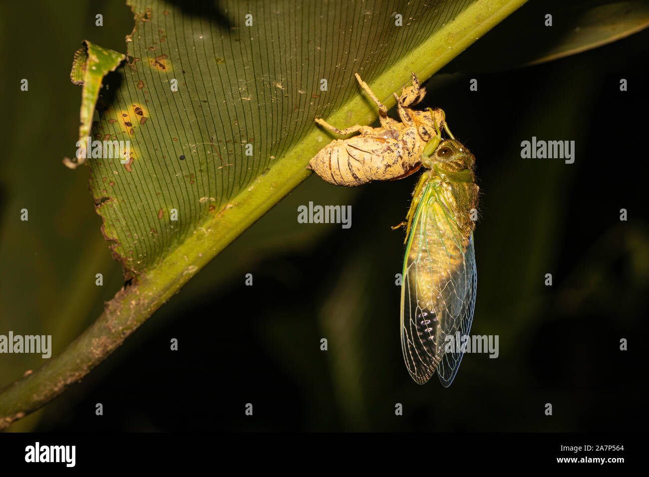 A cicada emerging from its exoskeleton in the jungles of southeast Brazil Stock Photo