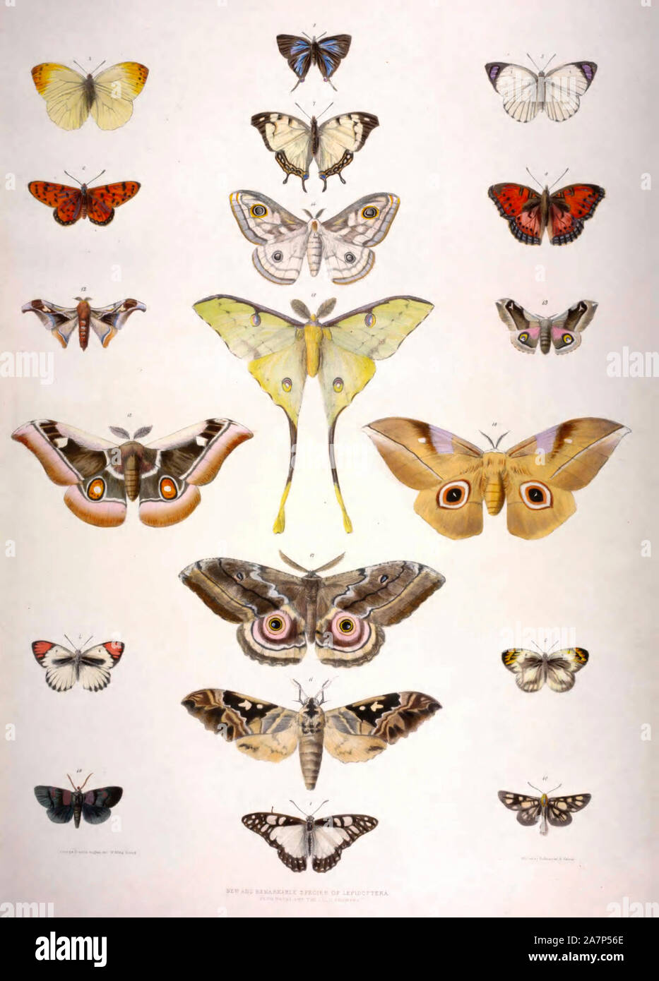 New and remarkable species of Lepidoptera, from Natal and the Zulu Country. South Africa, circa 1849 Stock Photo