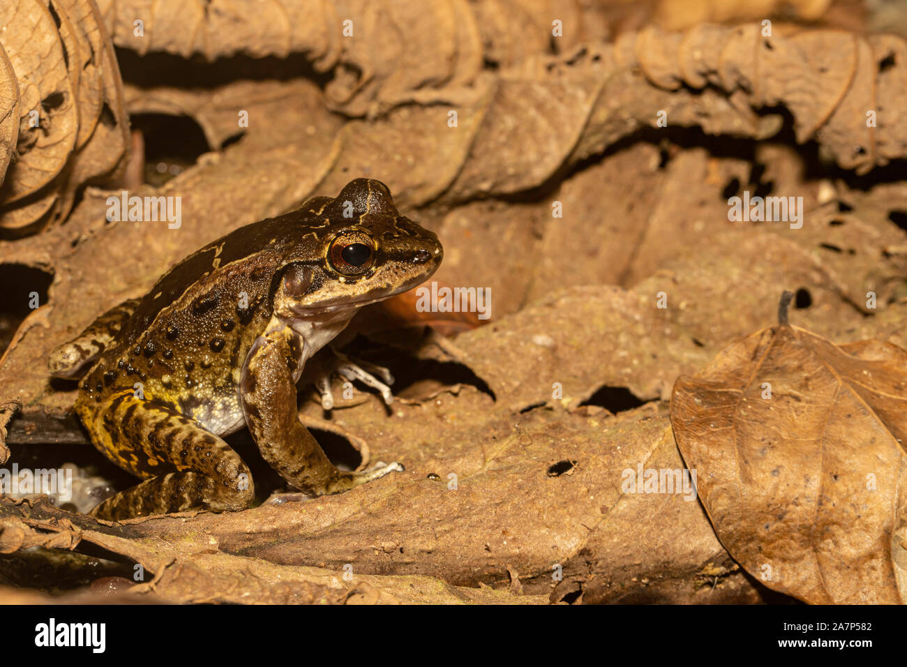 Military Frog