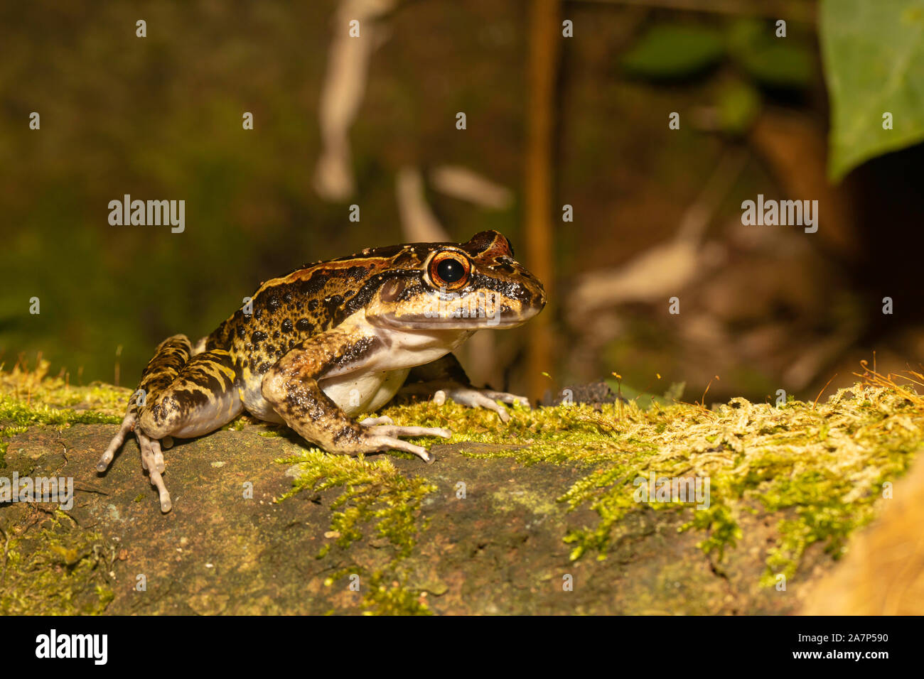 Military Frogs