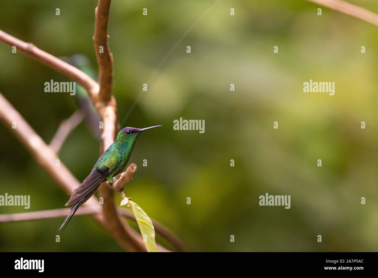 Violet-capped woodnymph - Thalurania glaucopis Stock Photo - Alamy