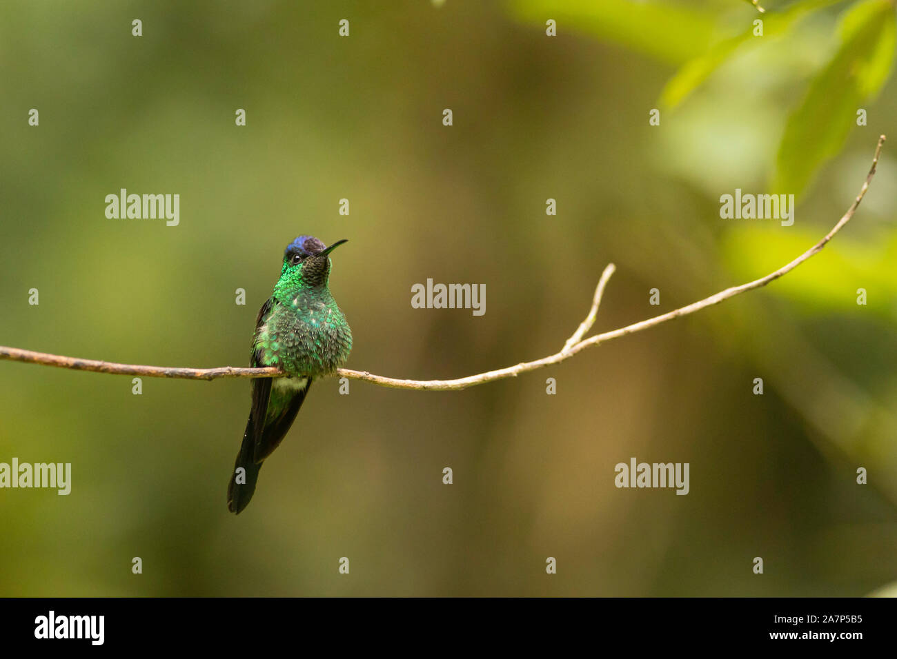 Violet-capped woodnymph - Thalurania glaucopis Stock Photo - Alamy