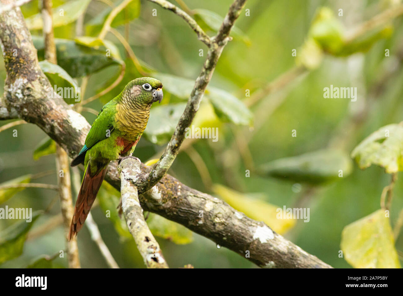 Maroon-bellied parakeet - Pyrrhura frontalis Stock Photo
