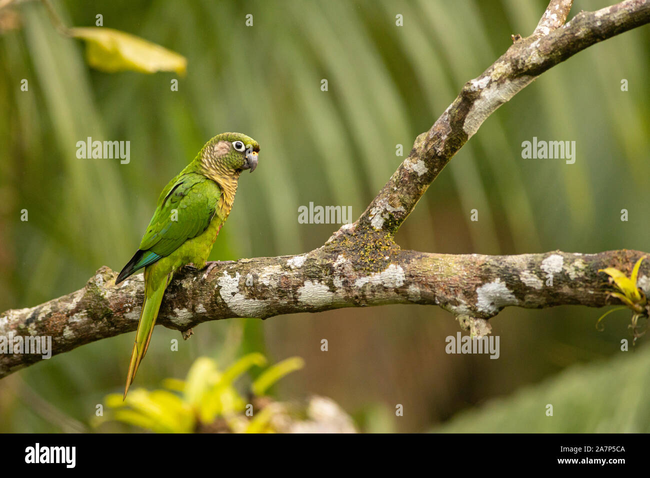 Maroon-bellied parakeet - Pyrrhura frontalis Stock Photo