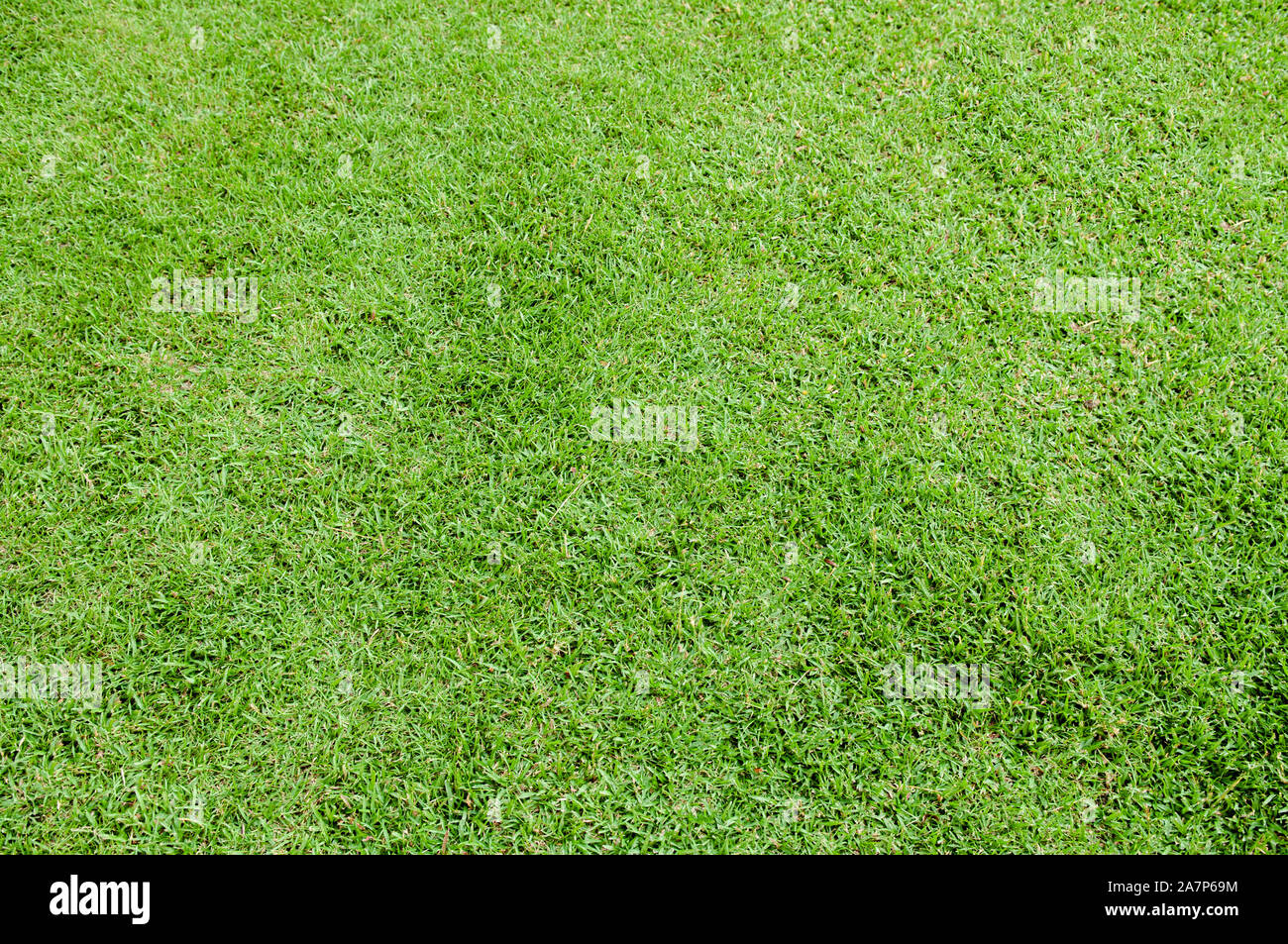 Fresh Spring Green grass background texture natural green pattern wallpaper backdrop Stock Photo