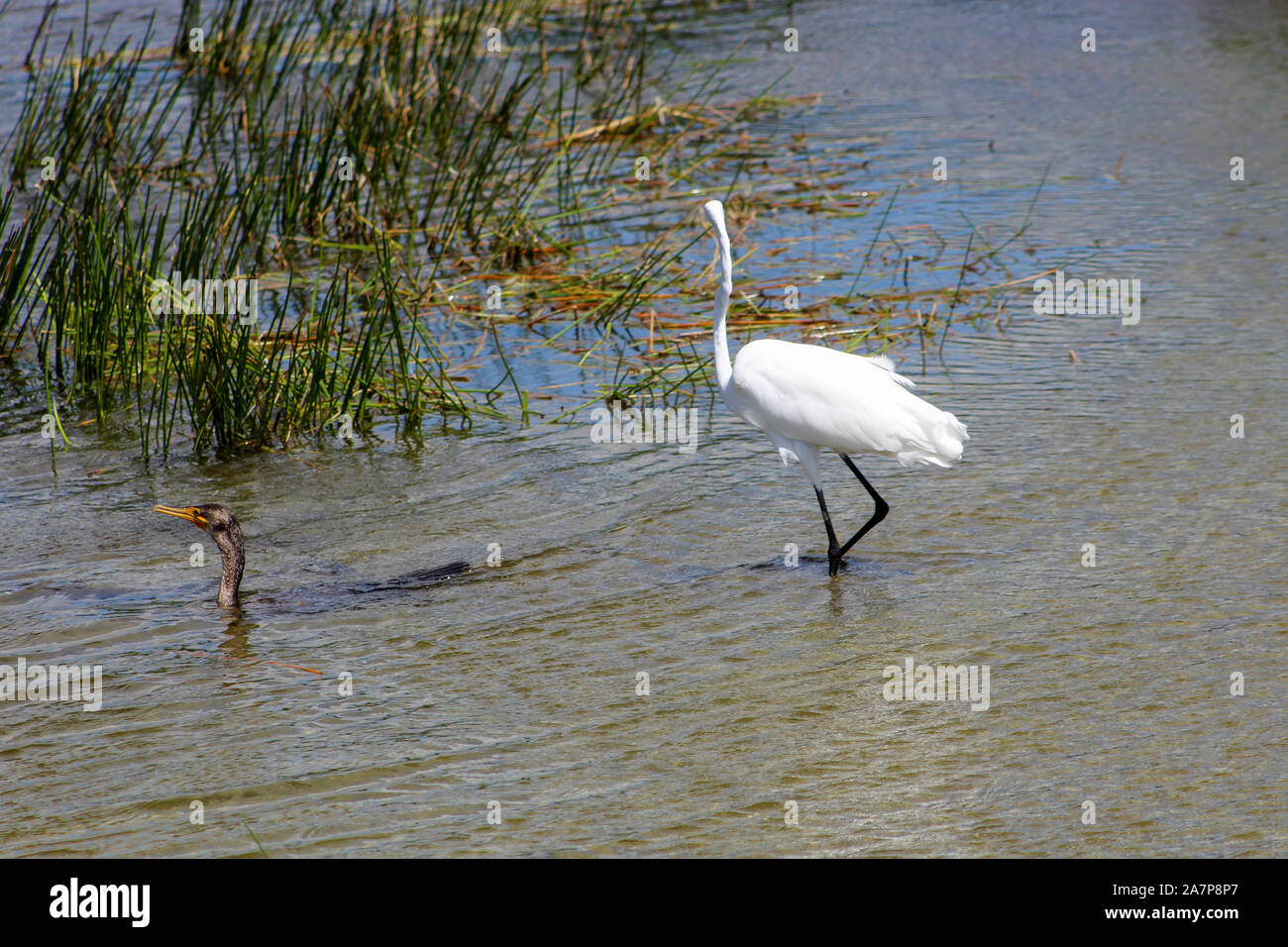 Florida swamp birds in Florida marsh hunt for food Stock Photo Alamy