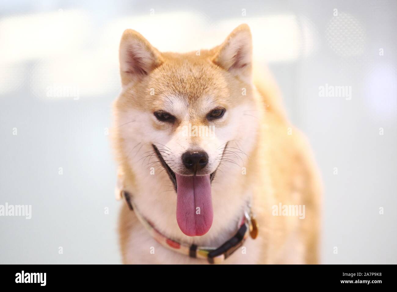 china inu