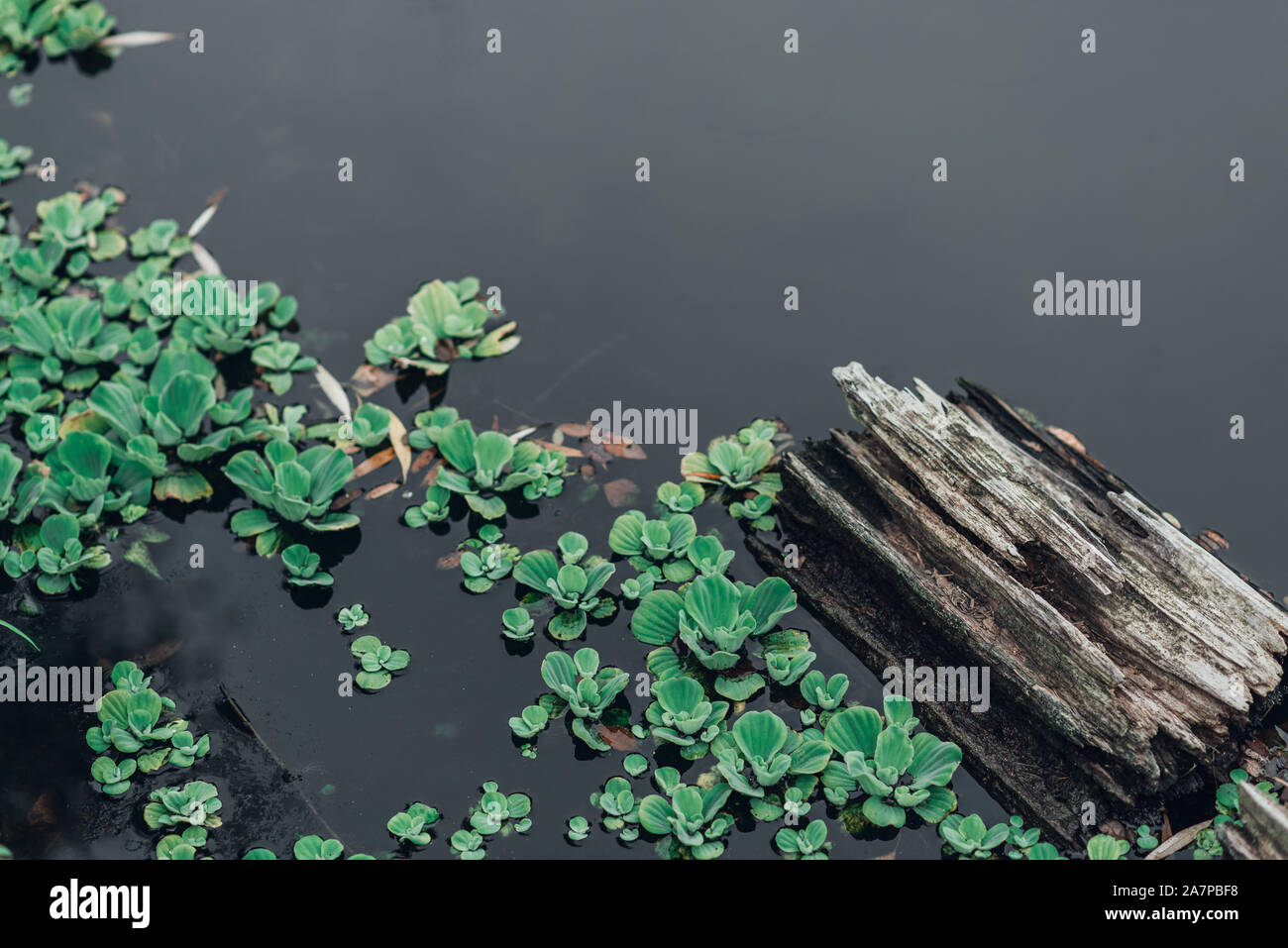 Driftwood in pond with green plants in water, snag. Stock Photo