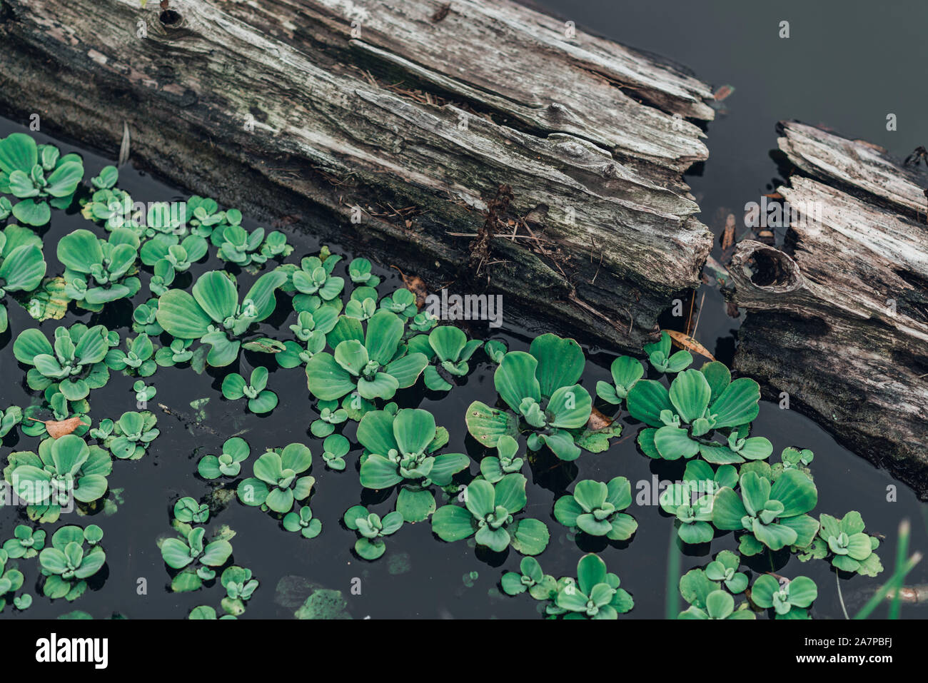 Driftwood in pond with green plants in water, snag. Stock Photo