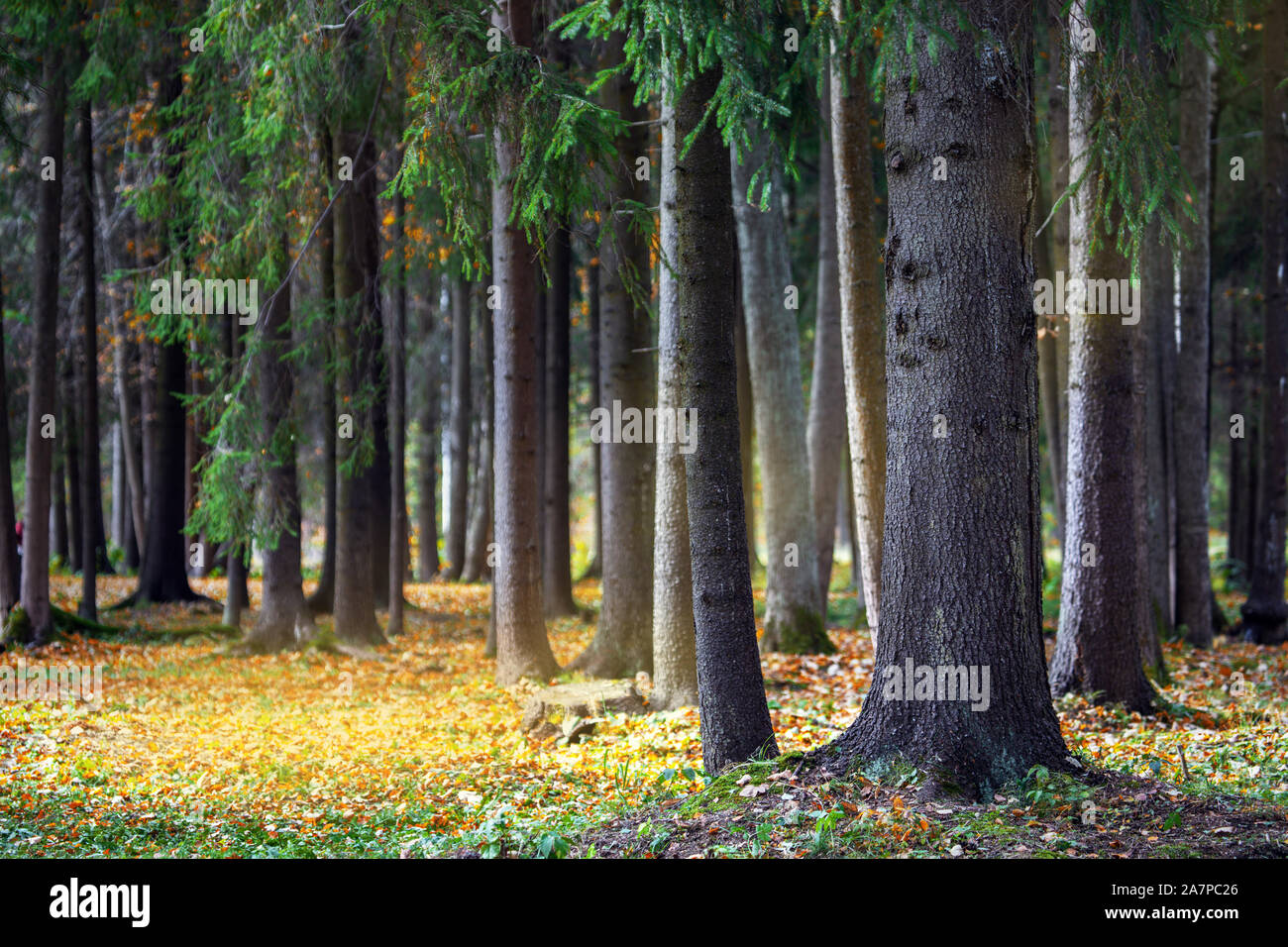 Pine spruce forest autumn hi-res stock photography and images - Alamy