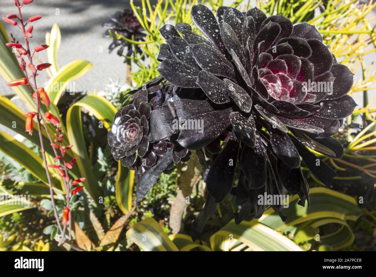 Black Rose Aeonium Arboreum Flower Close Up Macro Blooming in Nature Garden Stock Photo