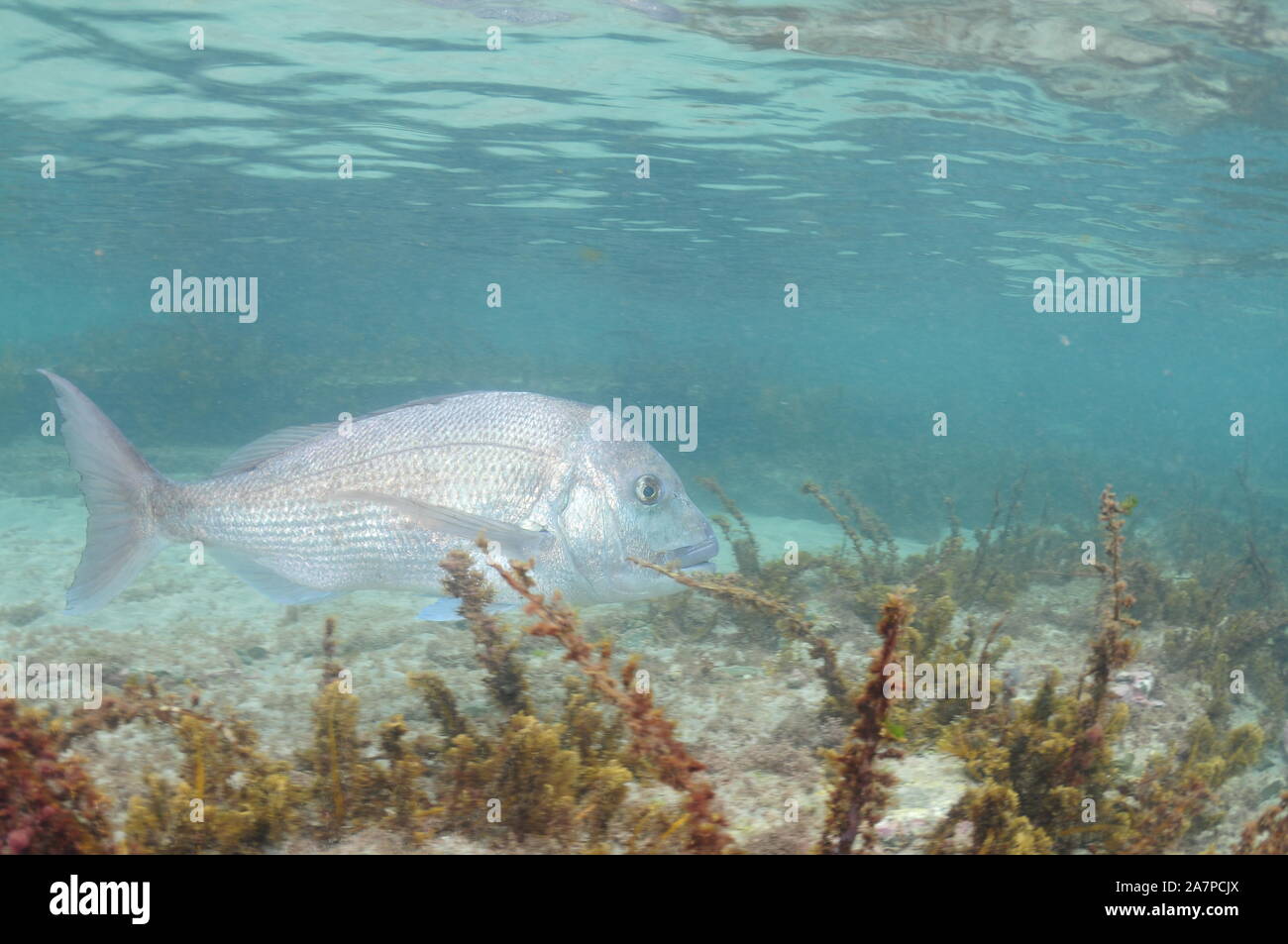 Large adult Australasian snapper Pagrus auratus swimming among short alga above flat rocky bottom in very shallow water. Stock Photo