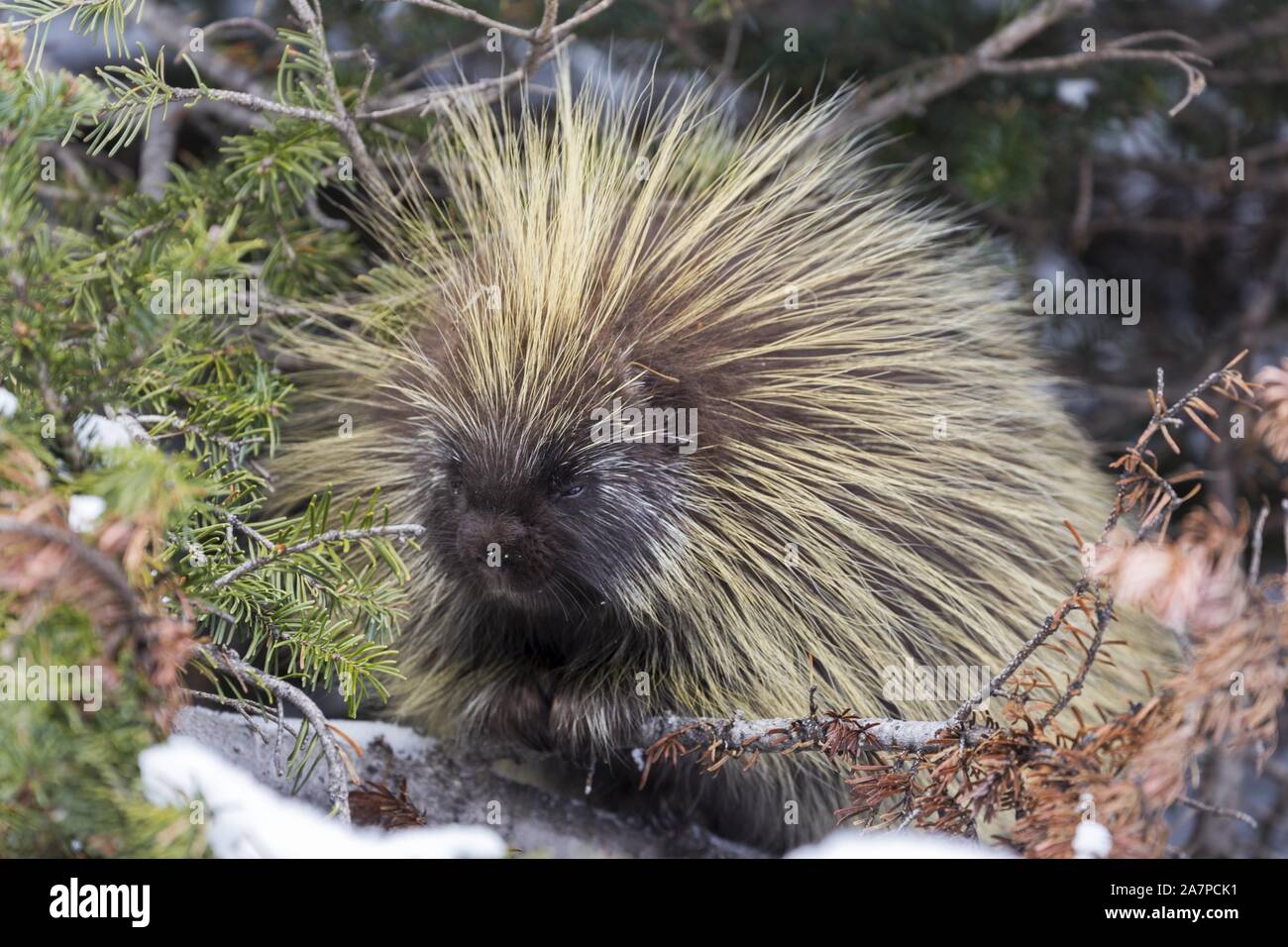 North American Porcupine (Erethizon Dorsatum), also known as the Canadian Porcupine or common porcupine, with yellow green coat of quills Stock Photo