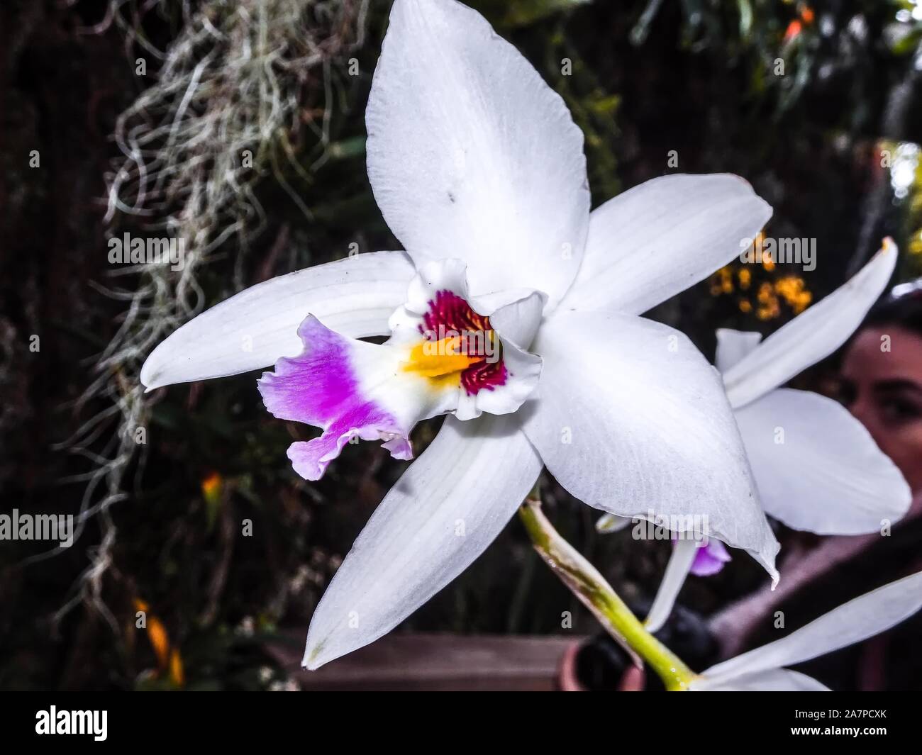 Thailand - purple and white exotic orchid Cattleya flower Stock Photo