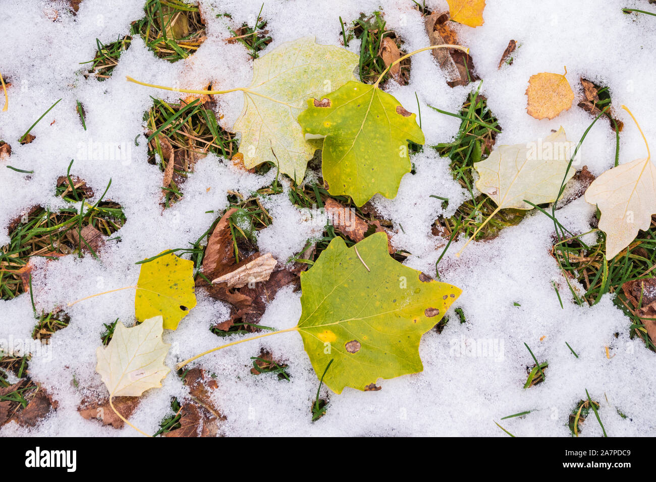 First snow on the green grass and fallen leaves in autumn. Symbol of ...