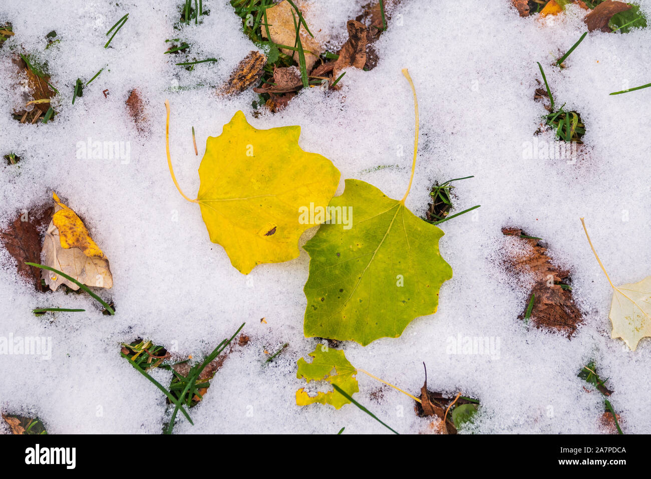 First snow on the green grass and fallen leaves in autumn. Symbol of ...