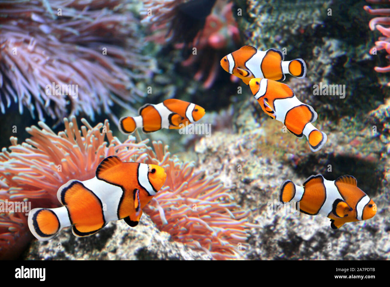 Tropical sea anemone and clown fish (Amphiprion percula) in marine aquarium Stock Photo