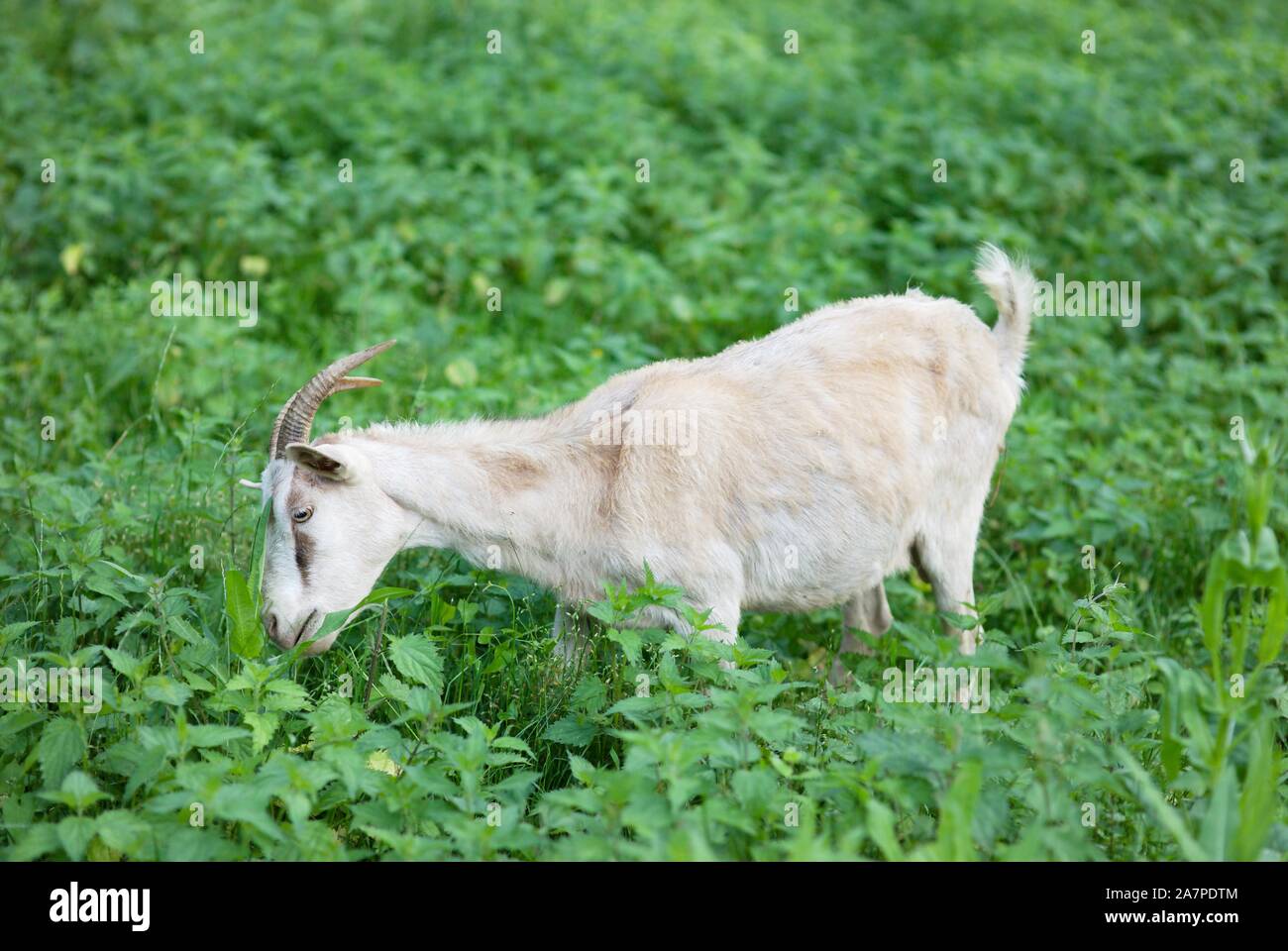 Side view of grazing goat Stock Photo