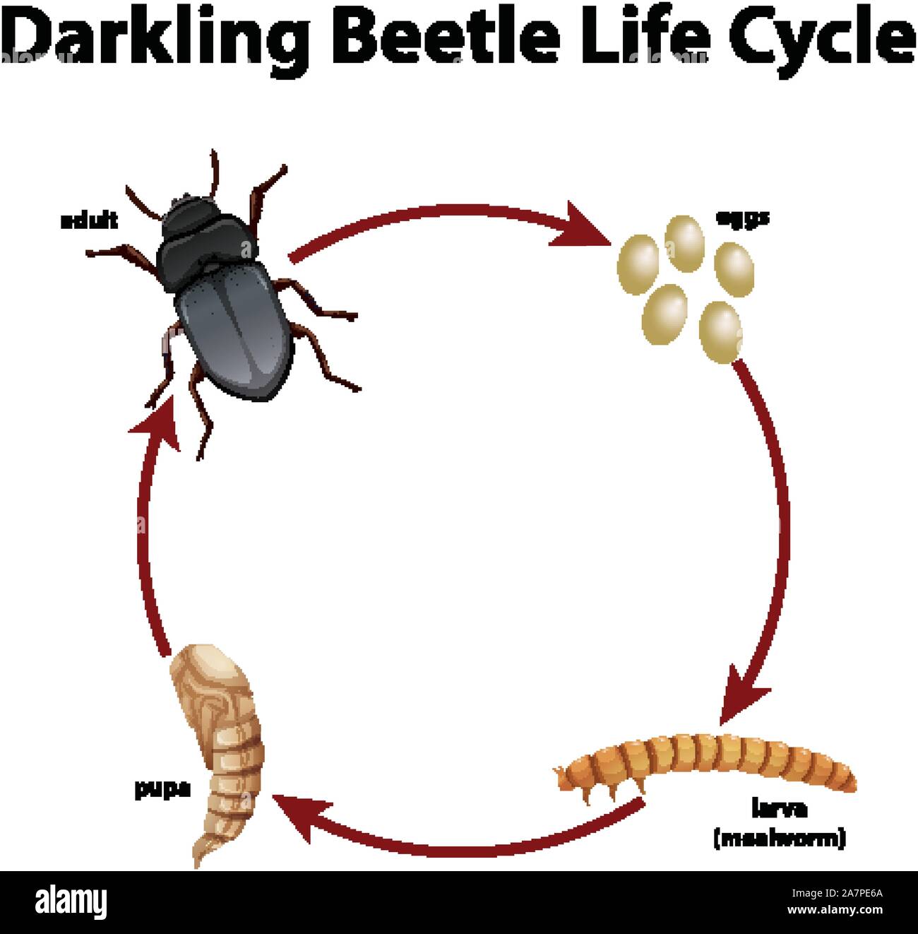 bess beetle life cycle