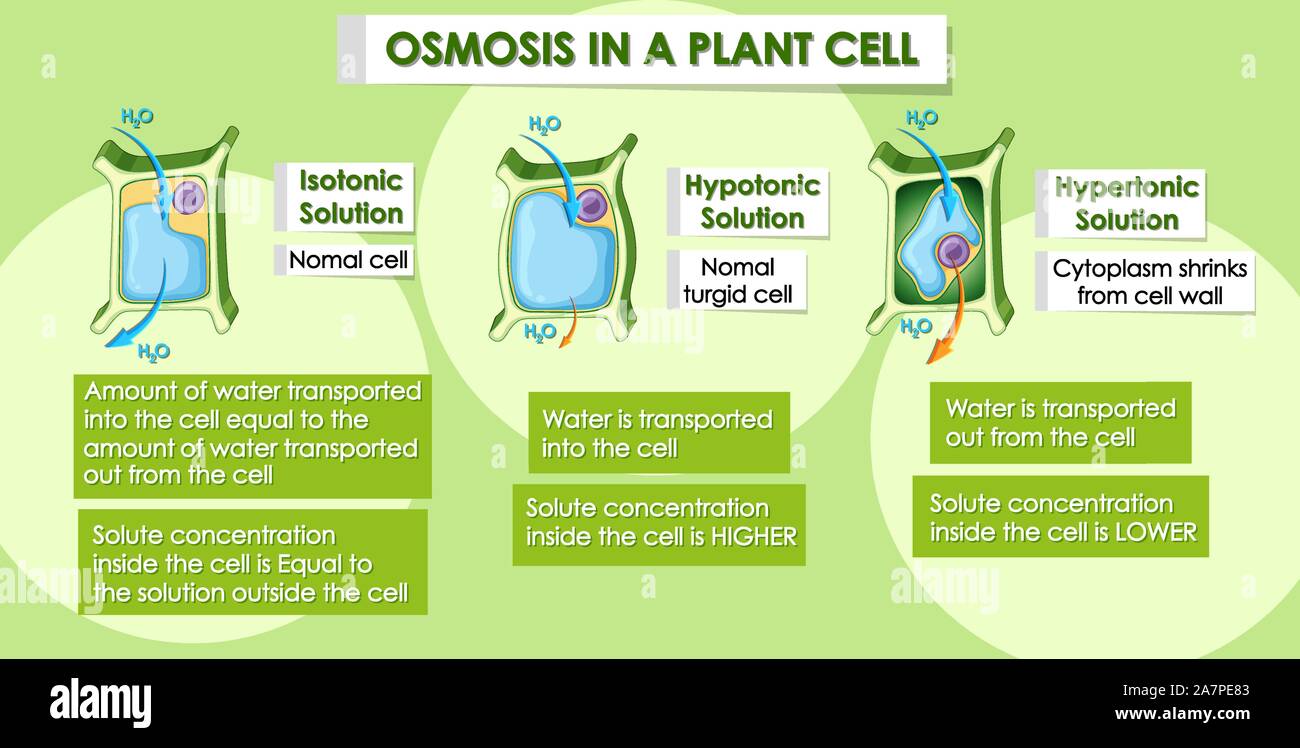 Diagram showing osmosis in plant cell illustration Stock Vector Image