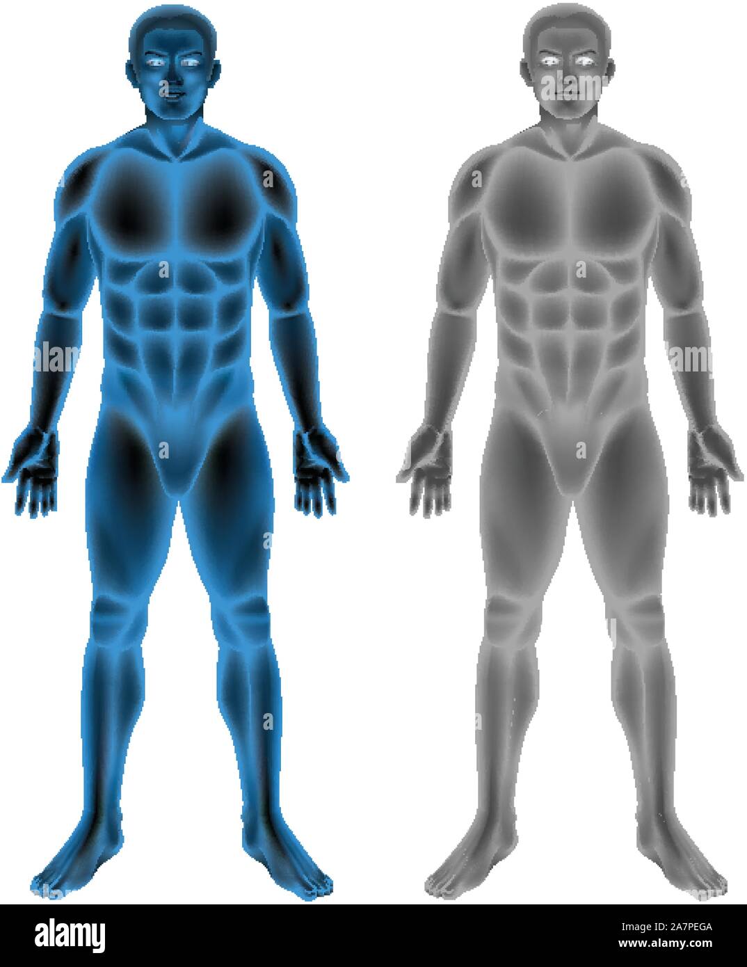 Human body on white background illustration Stock Vector Image & Art ...