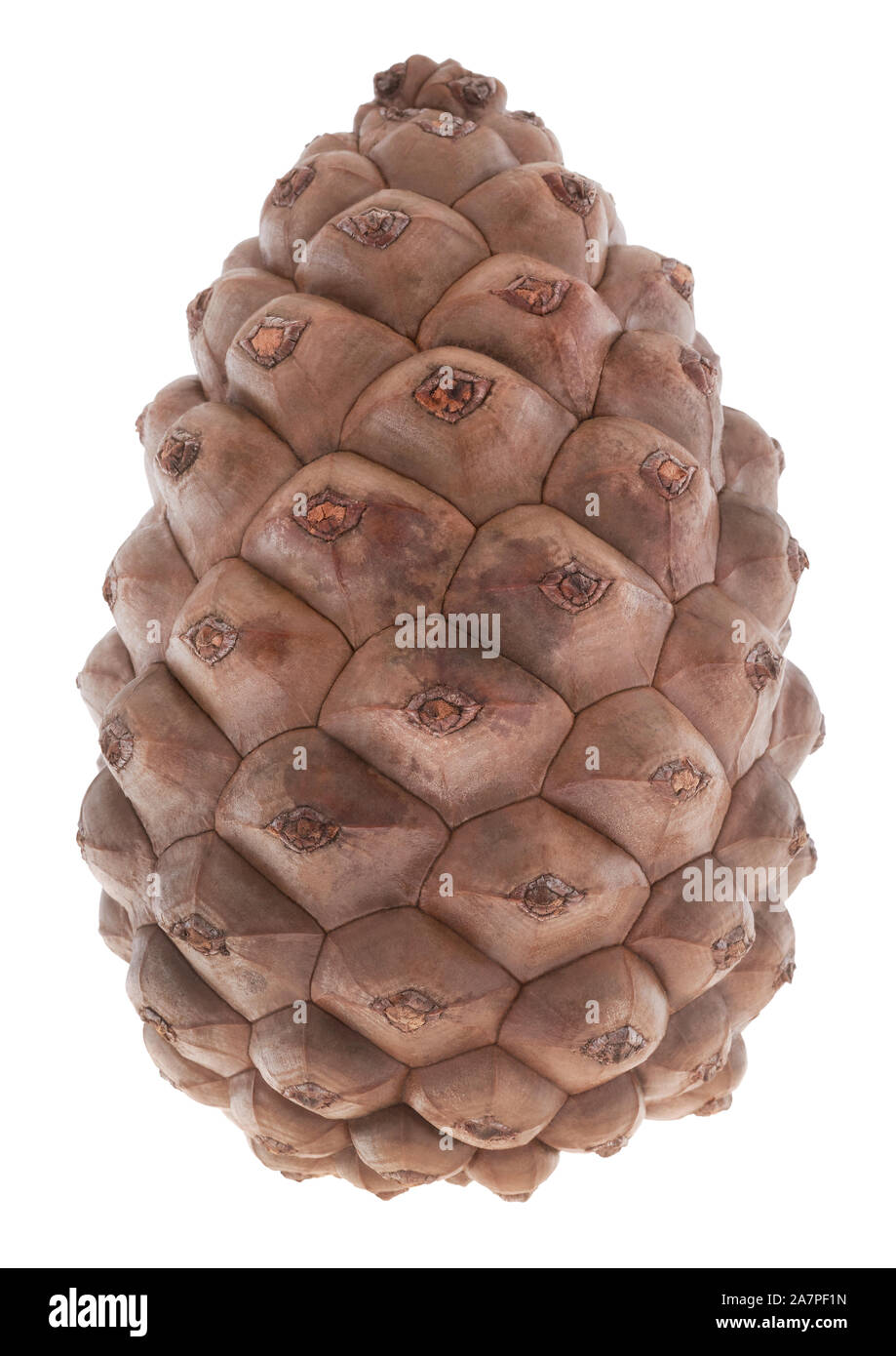 Unopened pine cone on white background Stock Photo