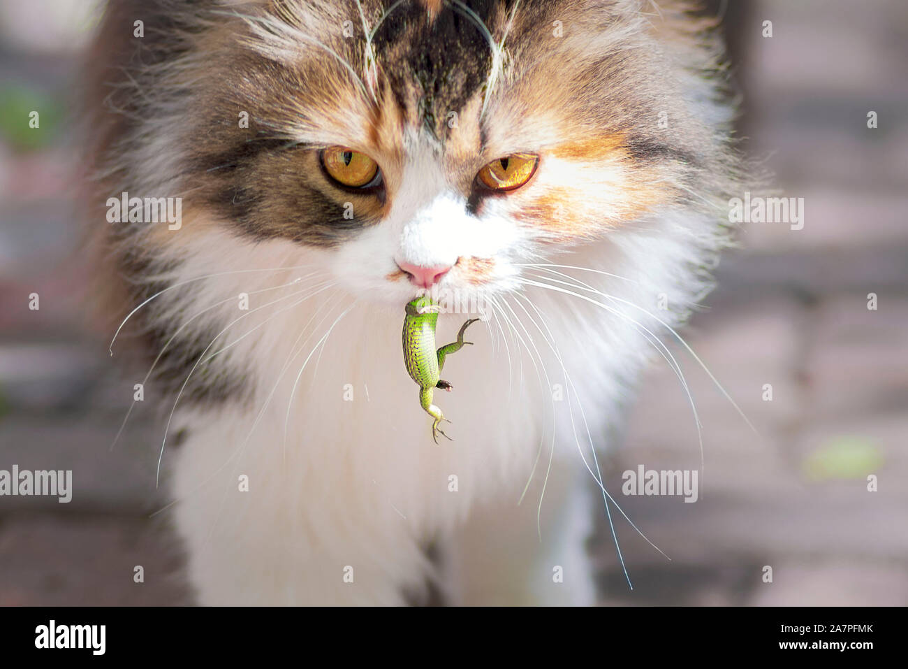 Cat caught a lizard.The world of cats. A kitten and a lizard. The