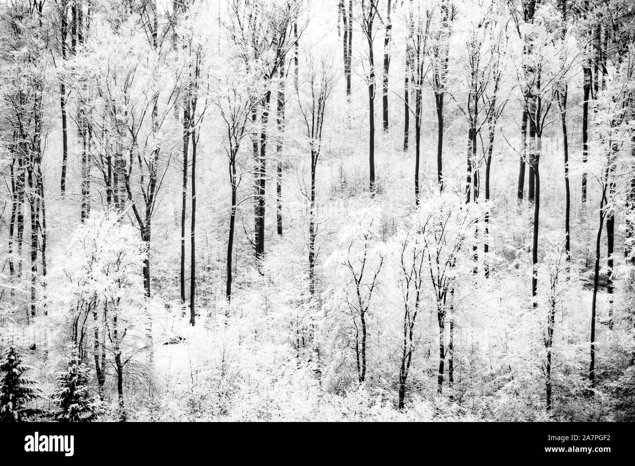 Foggy winter snowy trees in forest Stock Photo