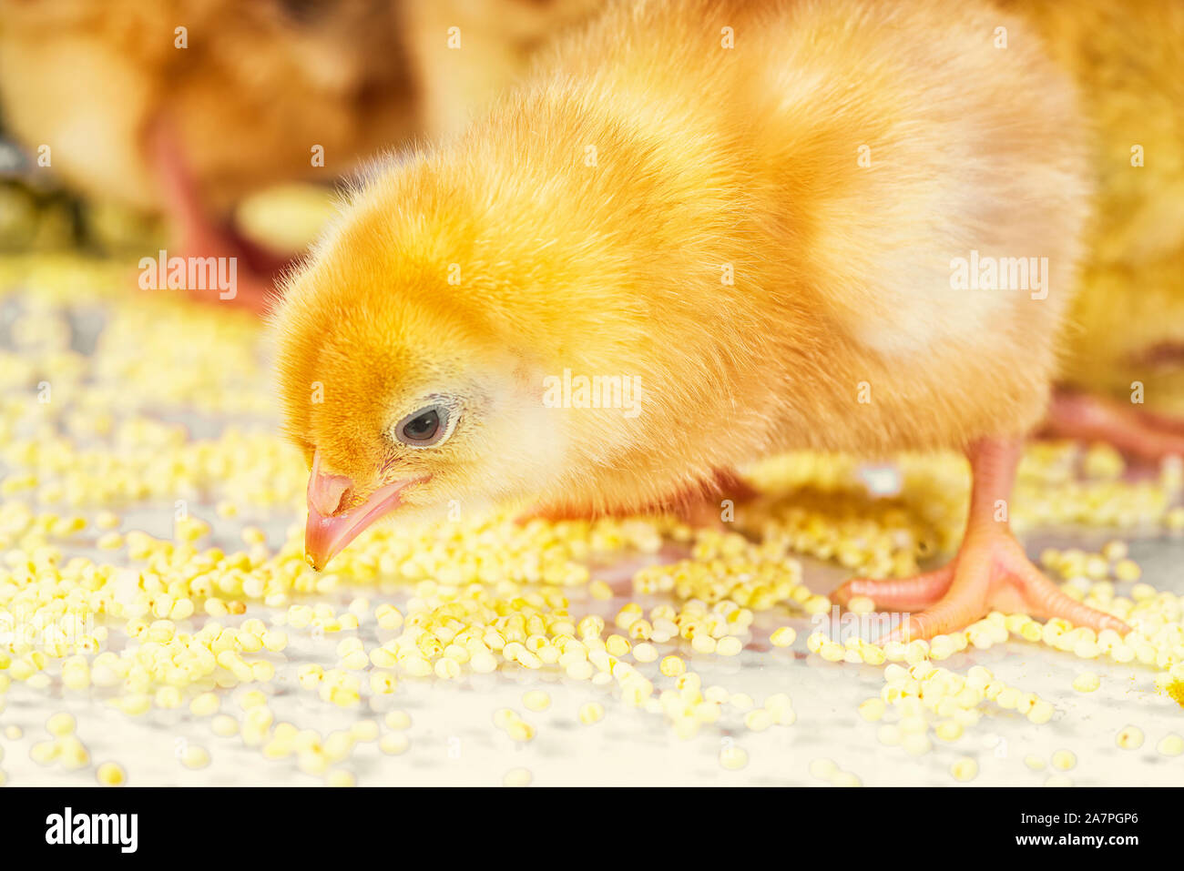 Little newborn chickens. Yellow chickens eat millet Stock Photo Alamy