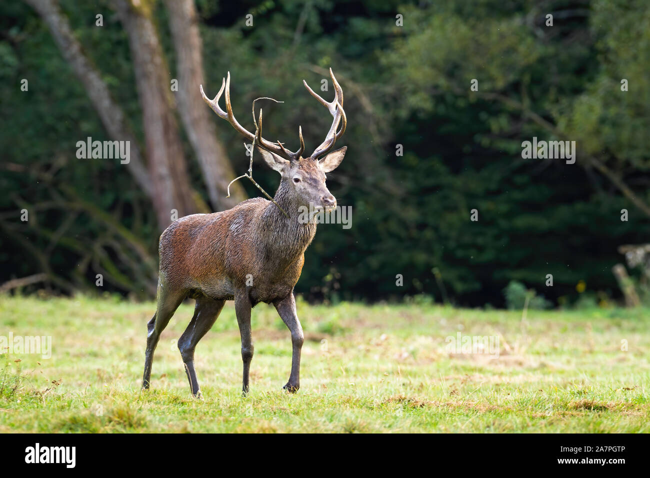 Majestic red deer stag passing in refreshing nature scenery with copy space. Stock Photo