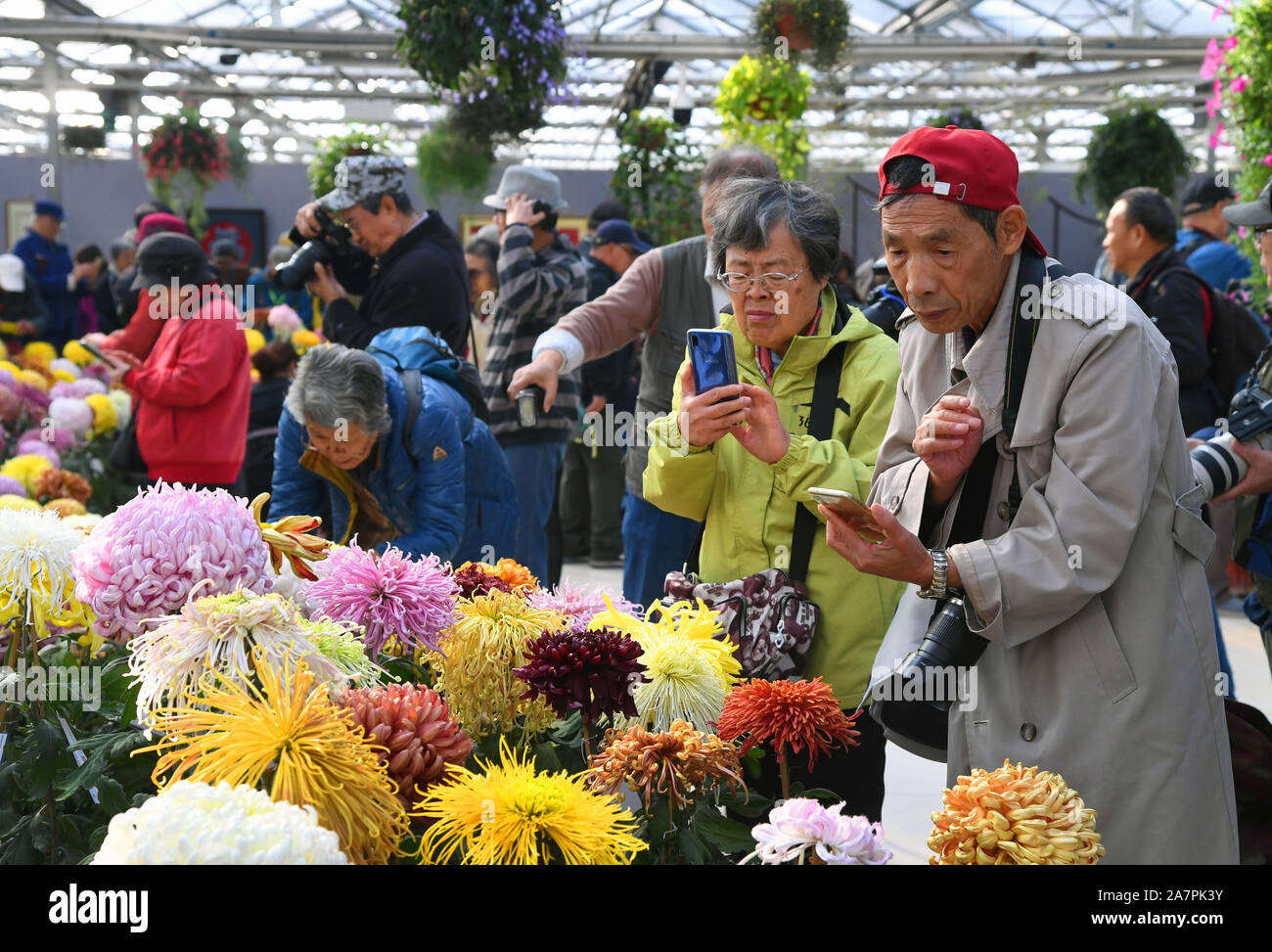 Beijing, China. 4th Nov, 2019. People enjoy chrysanthemums displayed at Beijing Garden of World's Flowers in Beijing, capital of China, on Nov. 4, 2019. The 11th cultural festival of chrysanthemum flowers kicked off here on Nov. 2 and it will last till late of the month. Credit: Ren Chao/Xinhua/Alamy Live News Stock Photo