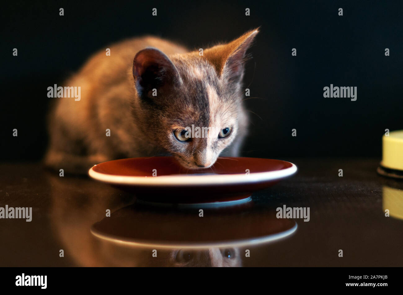 close up of a  two color face kitty drinking milk on a plate dark background Stock Photo