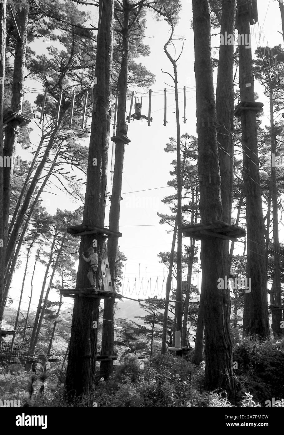 Woman (60) walking on wire, 20 mt above ground in an aerial obstacle course, in the pine tree canopy at Adrenalin Forest, Wellington, NZ Stock Photo