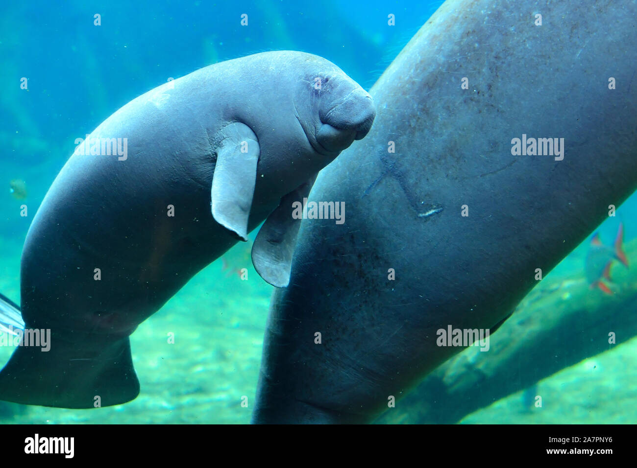 the-latest-born-west-african-manatee-left-meets-visitors-for-the