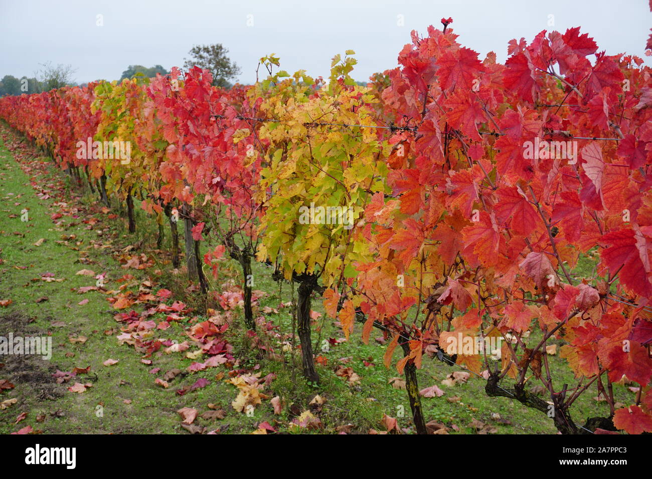 close up of striking fall colors in the vineyard Stock Photo Alamy