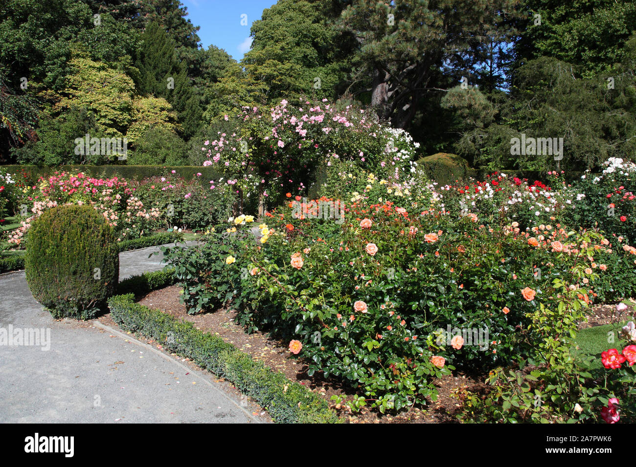 Christchurch Botanic Gardens (New Zealand). Rose garden Stock Photo Alamy