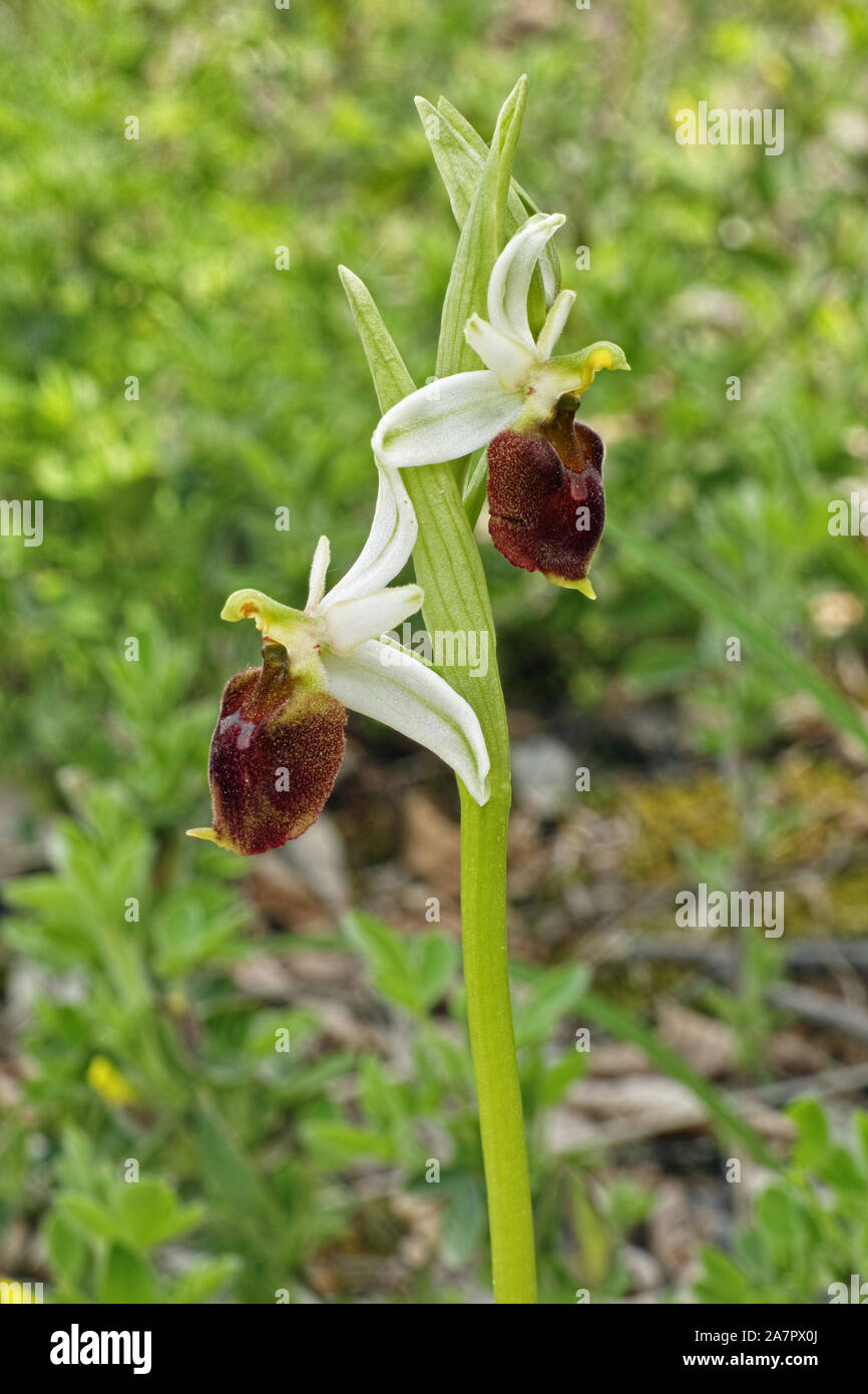 plant with two flowers of moon orchid, Ophrys lunulata Stock Photo