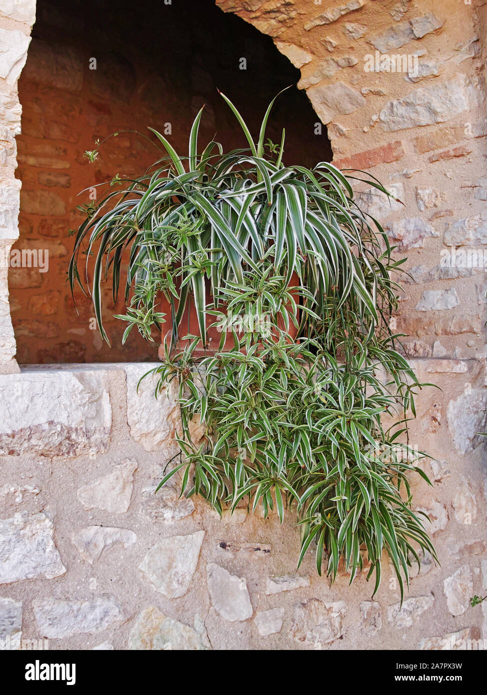 specimen of spider plant, Chlorophytum comosum 'Vittatum' Stock Photo