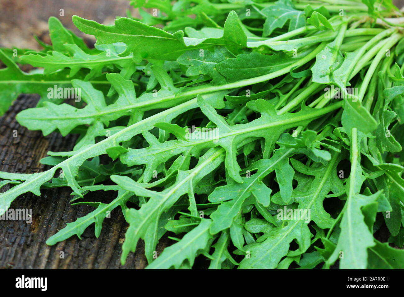 Fresh green arugula leaves on wooden rustic background . Rocket salad or rucola, healthy food, diet. Nutrition concept Stock Photo
