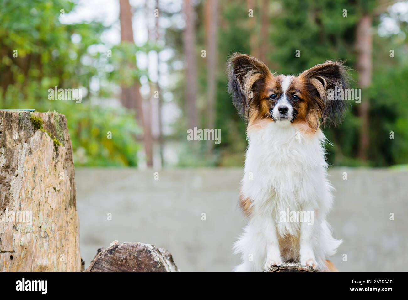purebred papillon