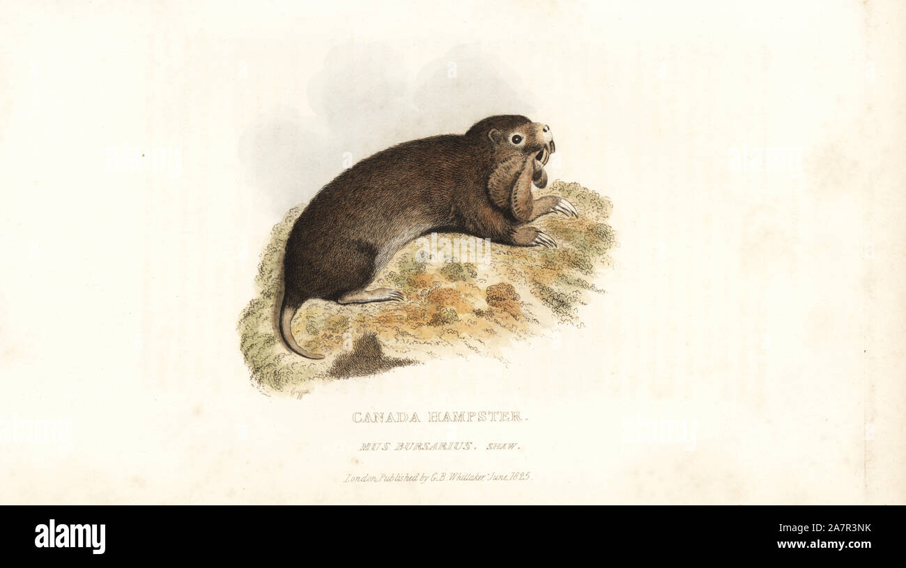 Canada hamster hires stock photography and images Alamy